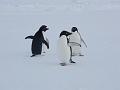 Adelie penguins 11